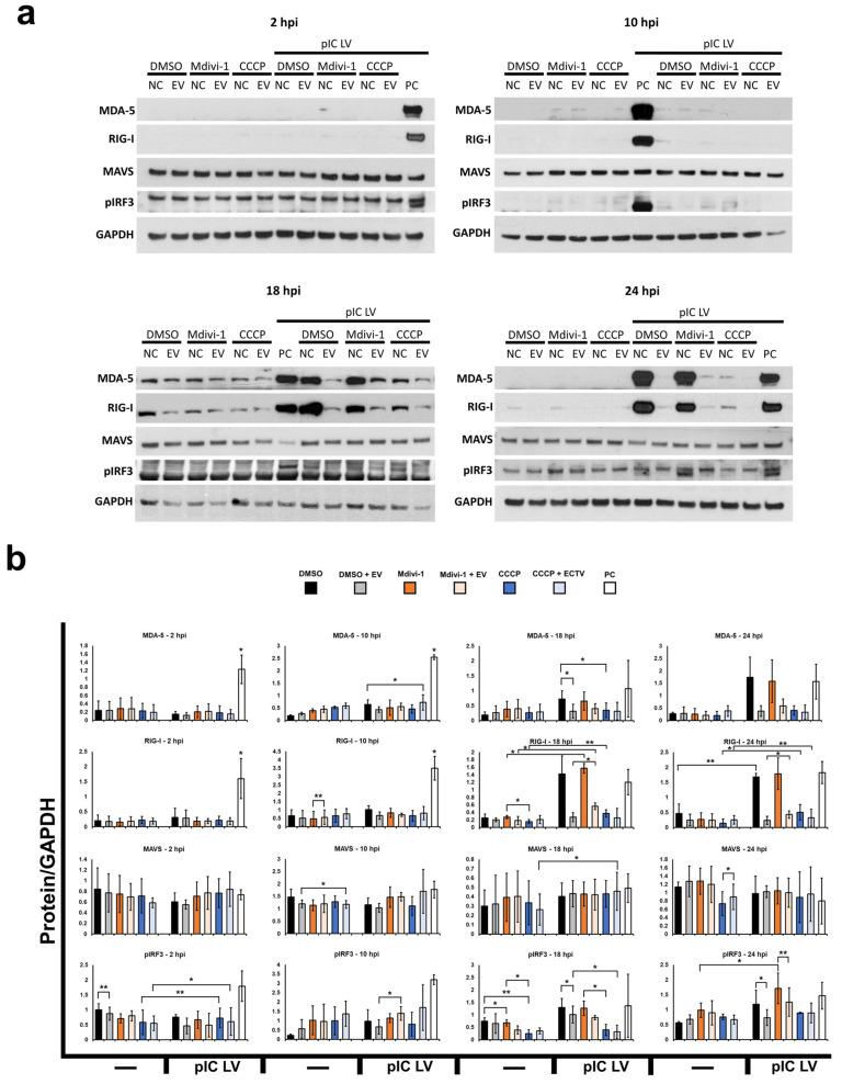 https://cdn.ncbi.nlm.nih.gov/pmc/blobs/490b/11434706/c84b4f48de10/pathogens-13-00717-g005.jpg