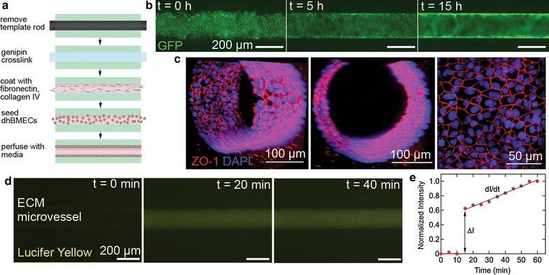 https://cdn.ncbi.nlm.nih.gov/pmc/blobs/490b/5819713/e1f17fc821a4/12987_2018_92_Fig4_HTML.jpg