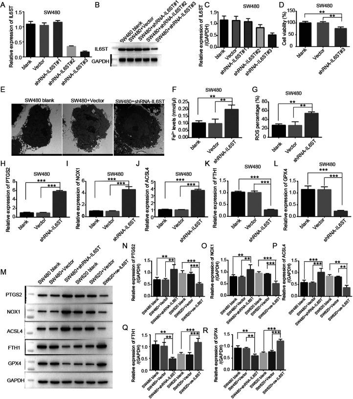 https://cdn.ncbi.nlm.nih.gov/pmc/blobs/4911/11391227/f71f8dc86dea/tjg-35-9-690_f002.jpg
