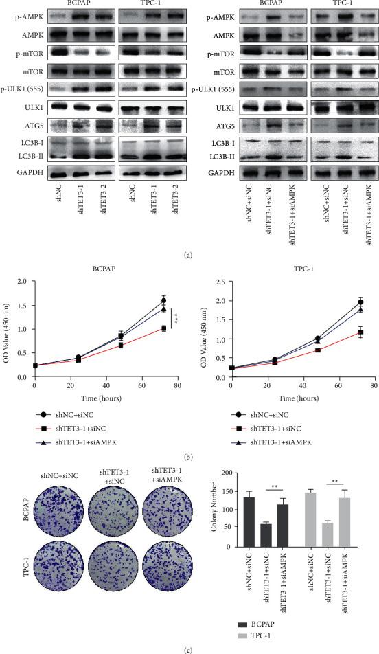 https://cdn.ncbi.nlm.nih.gov/pmc/blobs/4912/9217609/7d225e3efab5/IJE2022-2658727.005.jpg