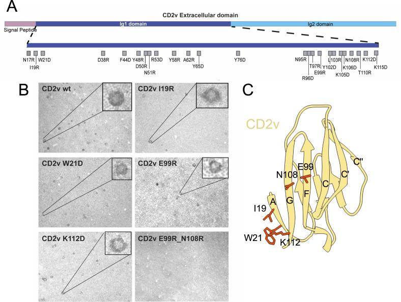 https://cdn.ncbi.nlm.nih.gov/pmc/blobs/4913/11796414/c54fe8936424/mbio.01655-24.f003.jpg