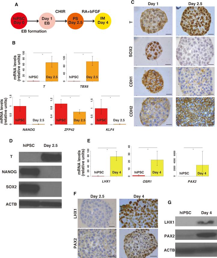 https://cdn.ncbi.nlm.nih.gov/pmc/blobs/491d/6234962/1786025c9060/gr1.jpg