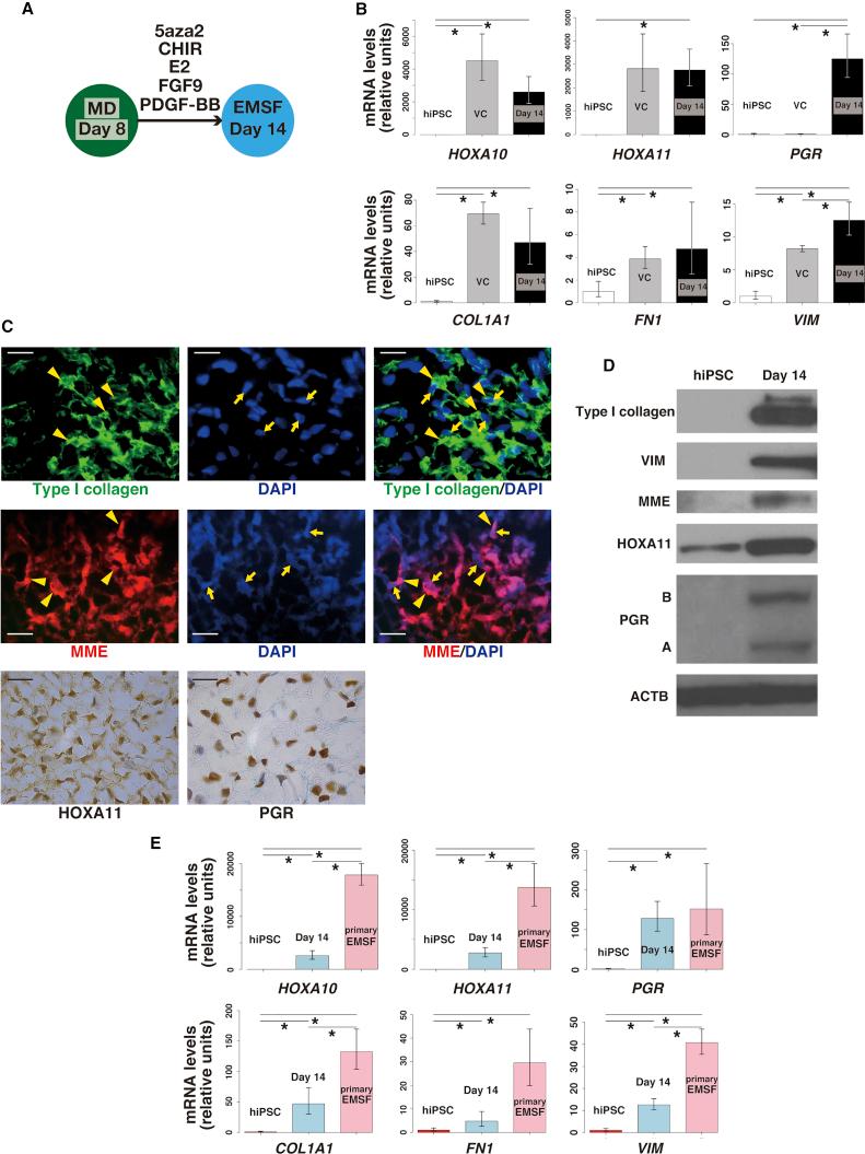 https://cdn.ncbi.nlm.nih.gov/pmc/blobs/491d/6234962/c0caabeb48be/gr3.jpg