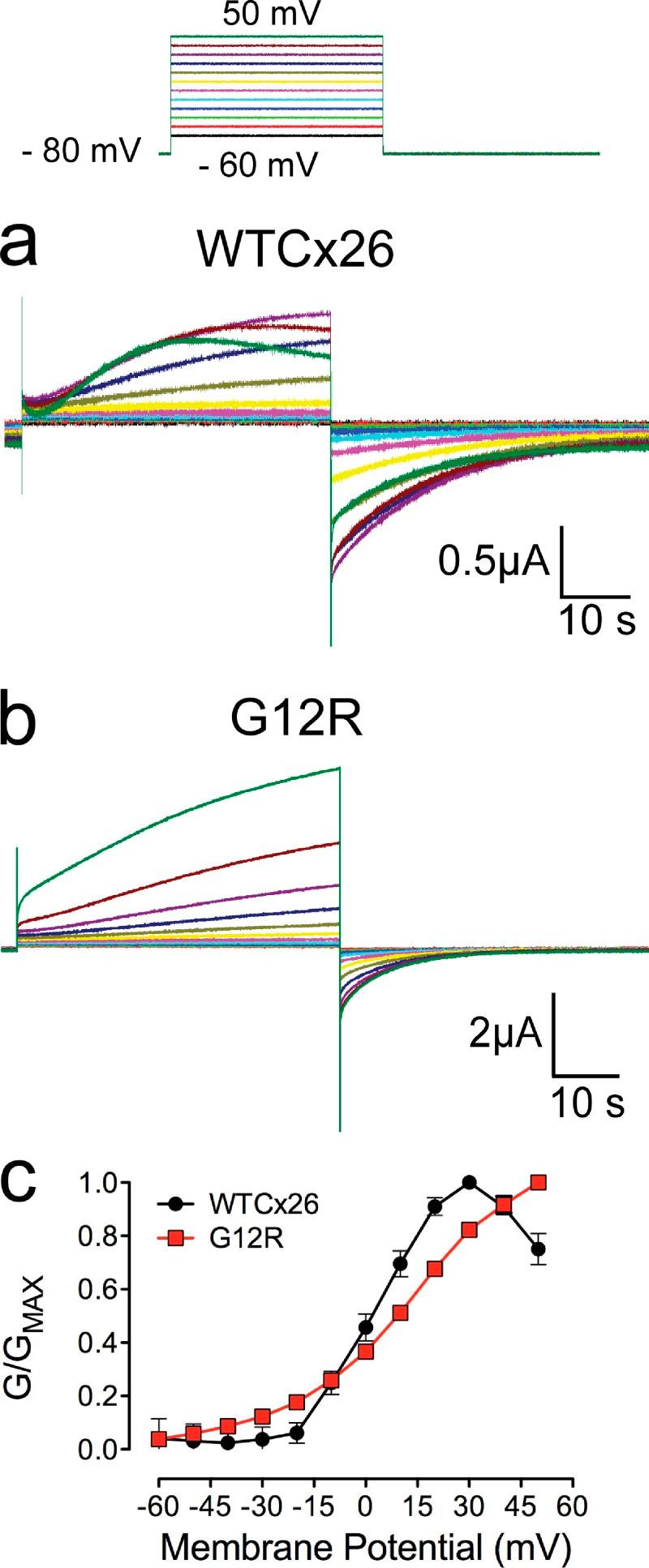 https://cdn.ncbi.nlm.nih.gov/pmc/blobs/491e/5940247/6696316adb45/JGP_201711782_Fig1.jpg