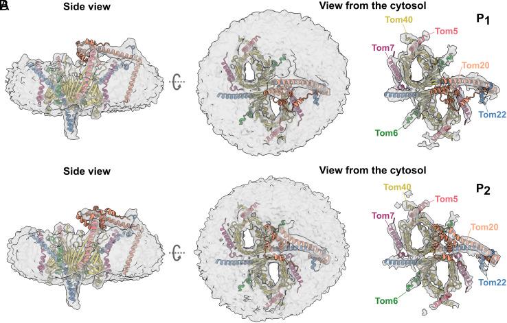 https://cdn.ncbi.nlm.nih.gov/pmc/blobs/4921/10450662/3658780d3d2f/pnas.2301447120fig05.jpg