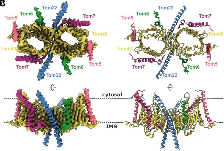 https://cdn.ncbi.nlm.nih.gov/pmc/blobs/4921/10450662/6c000482c64b/pnas.2301447120fig02.jpg