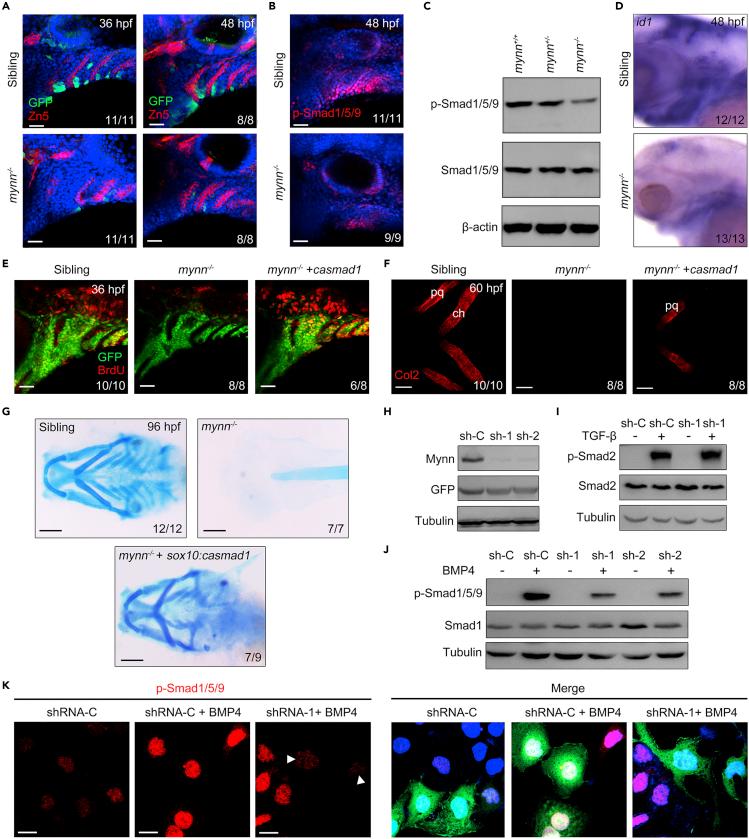 https://cdn.ncbi.nlm.nih.gov/pmc/blobs/4926/9194458/2fa82e39fdb5/gr5.jpg