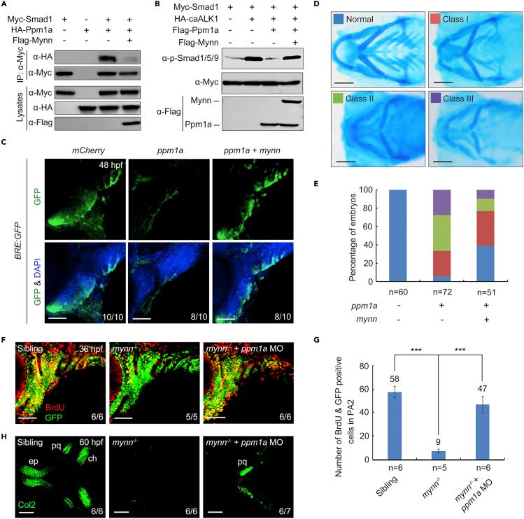 https://cdn.ncbi.nlm.nih.gov/pmc/blobs/4926/9194458/35160b36d3d7/gr7.jpg