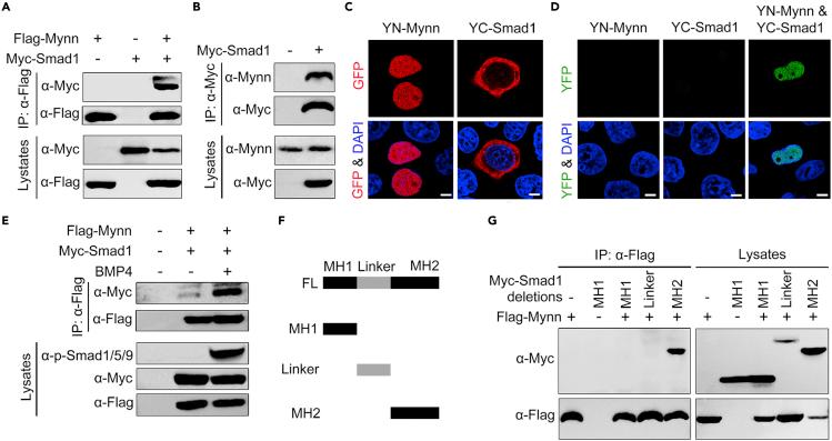 https://cdn.ncbi.nlm.nih.gov/pmc/blobs/4926/9194458/ac4e80966959/gr6.jpg