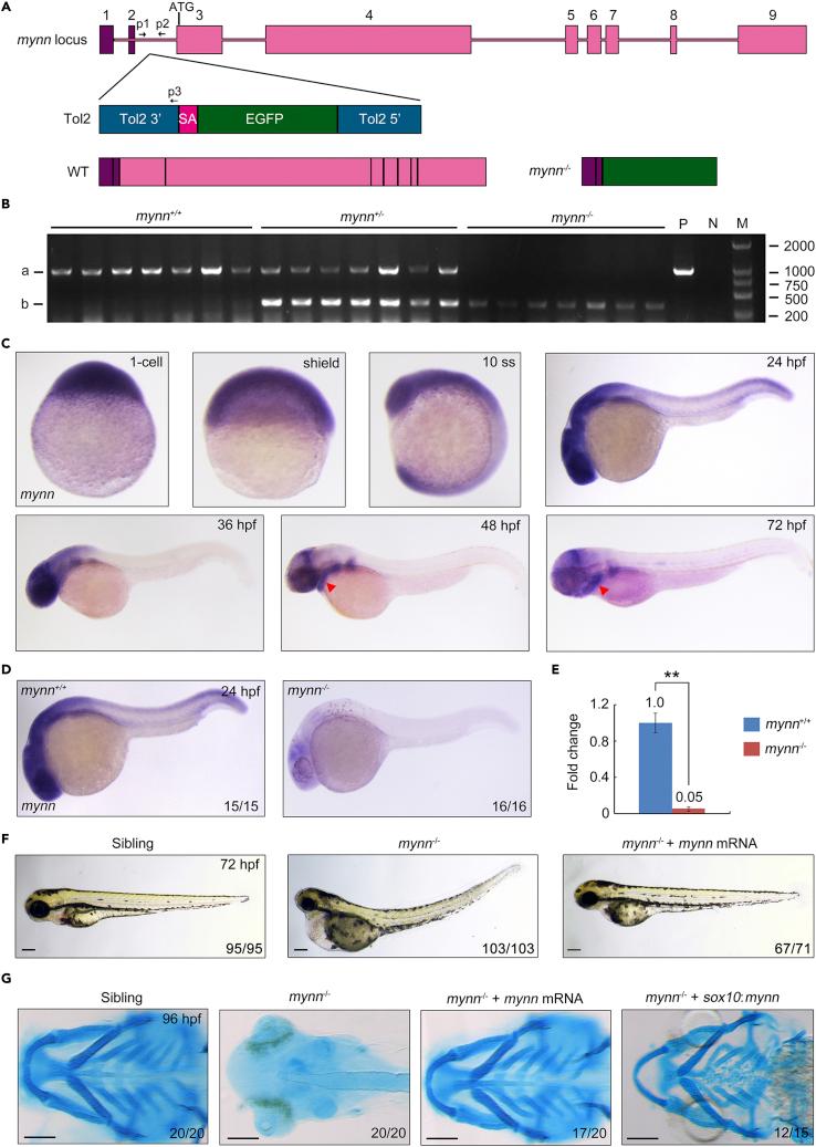 https://cdn.ncbi.nlm.nih.gov/pmc/blobs/4926/9194458/ccd65a33bf05/gr2.jpg