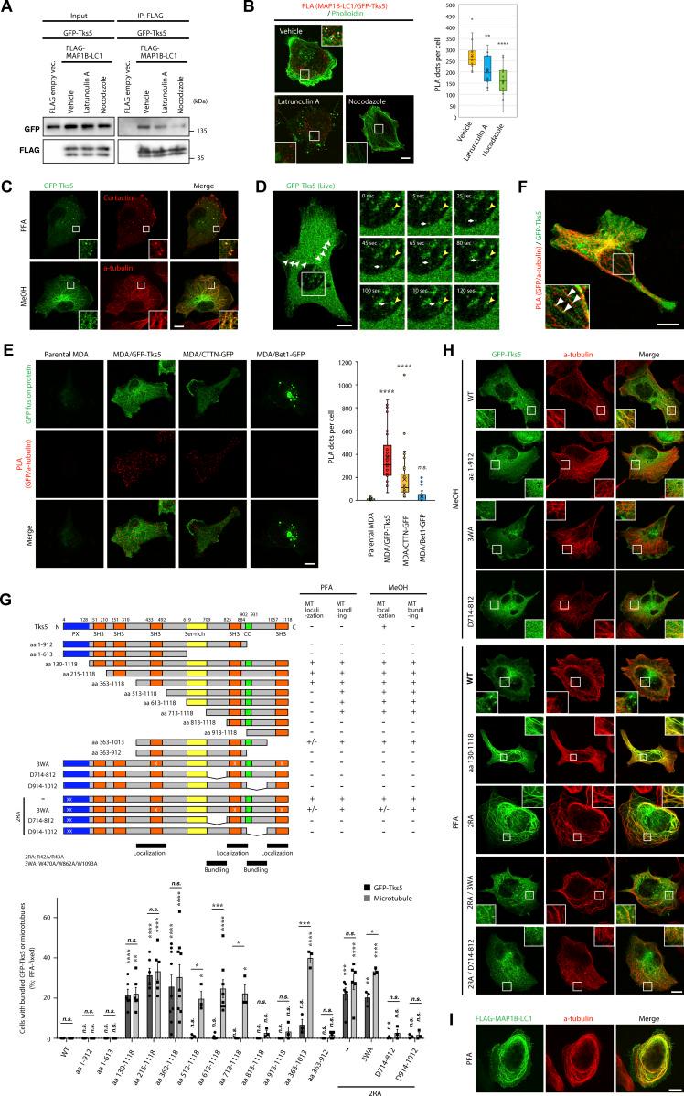 https://cdn.ncbi.nlm.nih.gov/pmc/blobs/4927/10866687/c5c7619d9138/JCB_202303102_Fig5.jpg