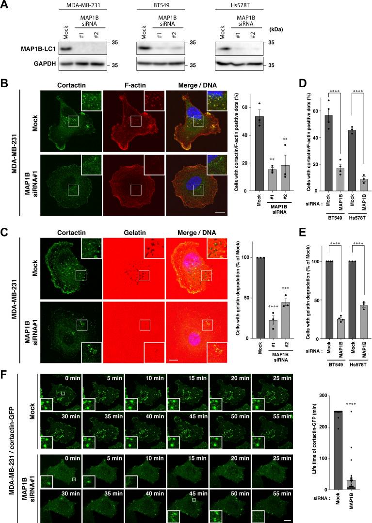 https://cdn.ncbi.nlm.nih.gov/pmc/blobs/4927/10866687/e7d0e9e97959/JCB_202303102_Fig3.jpg