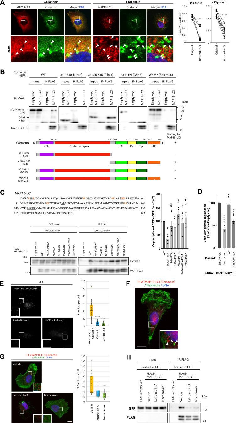 https://cdn.ncbi.nlm.nih.gov/pmc/blobs/4927/10866687/e8e72d74dace/JCB_202303102_Fig4.jpg