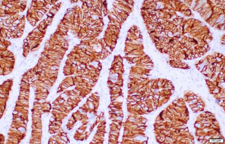 https://cdn.ncbi.nlm.nih.gov/pmc/blobs/4928/11921653/f1b332eca764/13256_2025_5170_Fig5_HTML.jpg