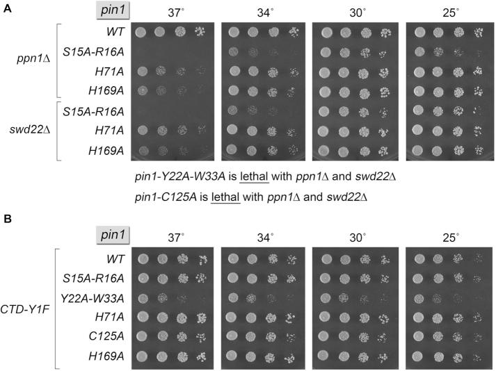 https://cdn.ncbi.nlm.nih.gov/pmc/blobs/4928/7229847/66cfc5a38baa/gkaa212fig5.jpg