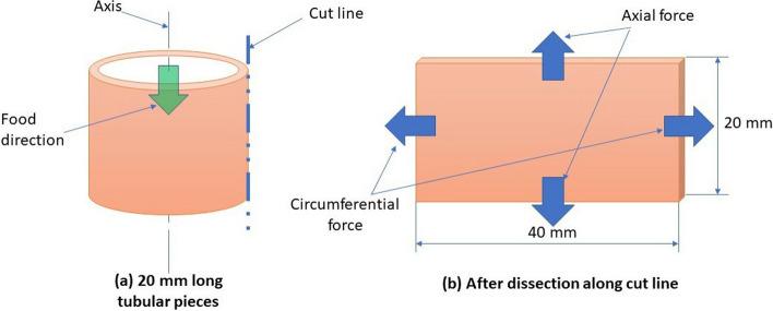 https://cdn.ncbi.nlm.nih.gov/pmc/blobs/492a/11470611/58d3672561f0/12938_2024_1296_Fig12_HTML.jpg