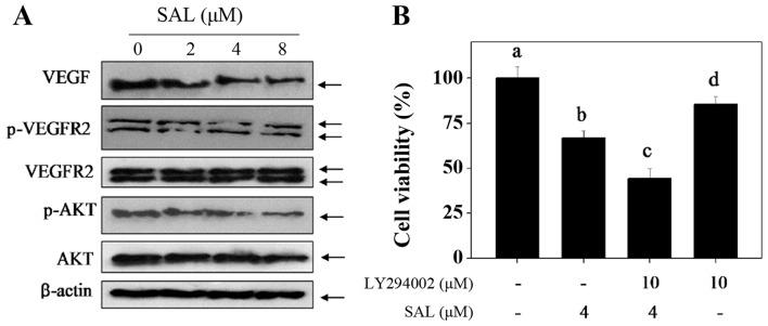 https://cdn.ncbi.nlm.nih.gov/pmc/blobs/492c/5403467/1278c2e846ba/IJMM-39-05-1255-g03.jpg