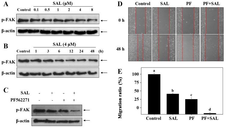 https://cdn.ncbi.nlm.nih.gov/pmc/blobs/492c/5403467/3d8ece16b26a/IJMM-39-05-1255-g02.jpg