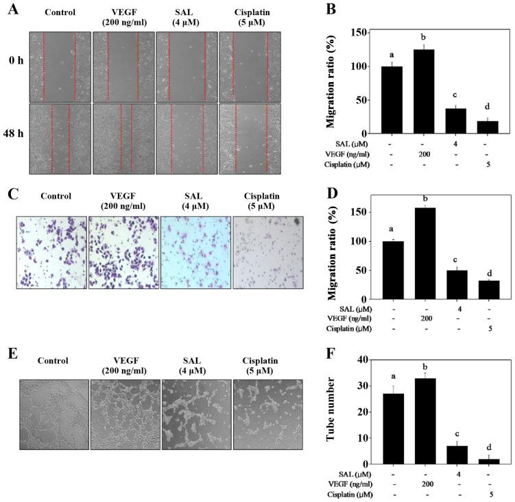 https://cdn.ncbi.nlm.nih.gov/pmc/blobs/492c/5403467/d70795da43d6/IJMM-39-05-1255-g01.jpg