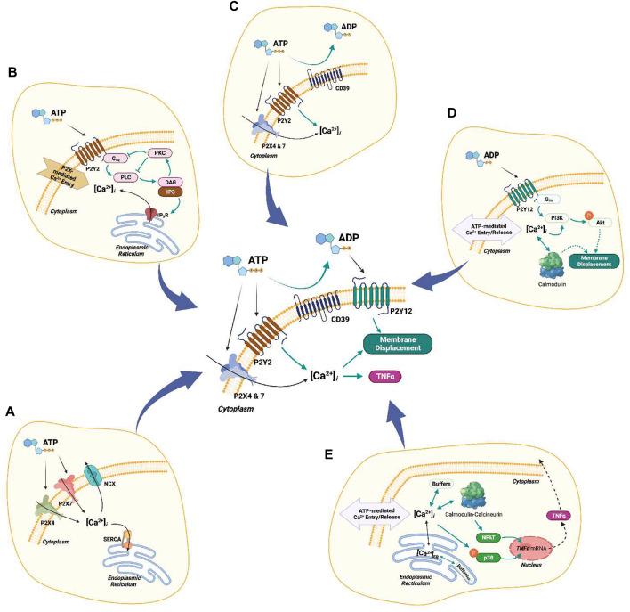 https://cdn.ncbi.nlm.nih.gov/pmc/blobs/492d/9868579/7bcae50cabde/fphys-13-1037417-g009.jpg