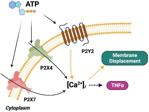 https://cdn.ncbi.nlm.nih.gov/pmc/blobs/492d/9868579/a4f351ad38e0/fphys-13-1037417-g002.jpg