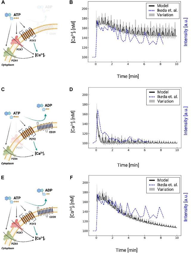 https://cdn.ncbi.nlm.nih.gov/pmc/blobs/492d/9868579/bb94565258b6/fphys-13-1037417-g004.jpg
