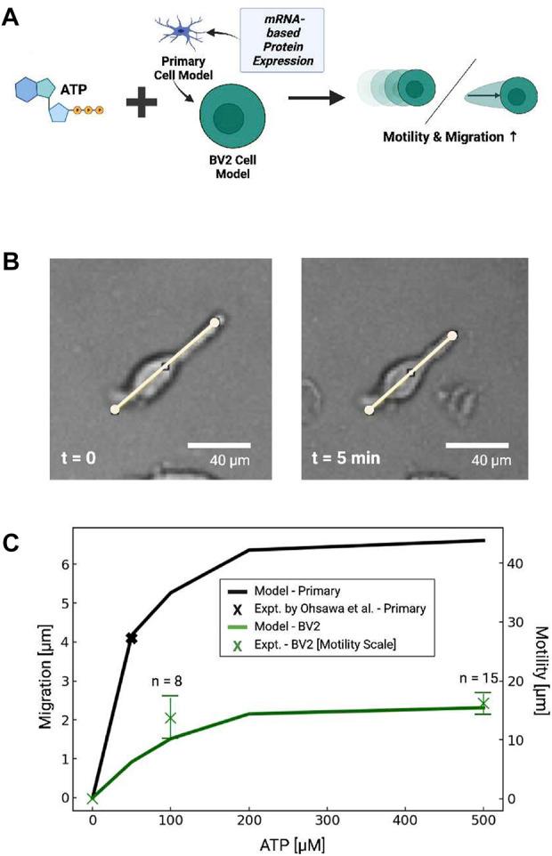 https://cdn.ncbi.nlm.nih.gov/pmc/blobs/492d/9868579/e2e69d521f7b/fphys-13-1037417-g008.jpg