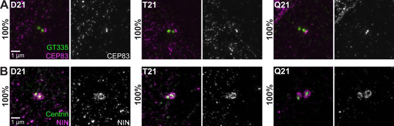 https://cdn.ncbi.nlm.nih.gov/pmc/blobs/492e/9851619/aaf2b0de962b/elife-78202-fig2-figsupp1.jpg