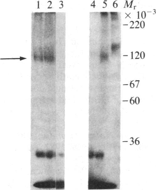 https://cdn.ncbi.nlm.nih.gov/pmc/blobs/492f/391657/fe8e14d04350/pnas00617-0163-a.jpg