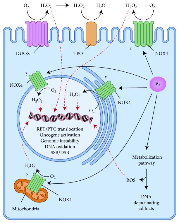 https://cdn.ncbi.nlm.nih.gov/pmc/blobs/4930/6343143/fc41747fd5b2/OMCL2019-2514312.002.jpg