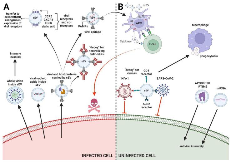 https://cdn.ncbi.nlm.nih.gov/pmc/blobs/4932/11359865/ca2c331de95e/viruses-16-01291-g001.jpg