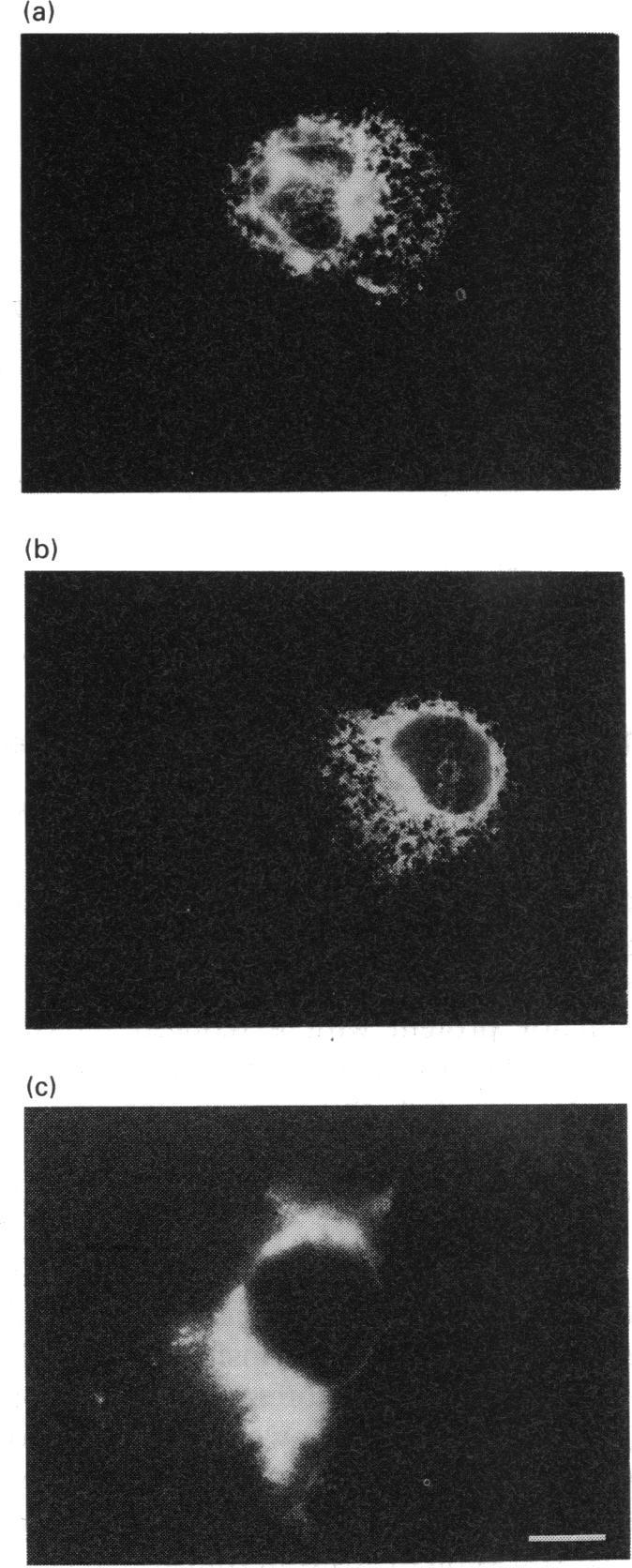 https://cdn.ncbi.nlm.nih.gov/pmc/blobs/4932/1137065/f2ee4c2ca3fb/biochemj00082-0231-c.jpg