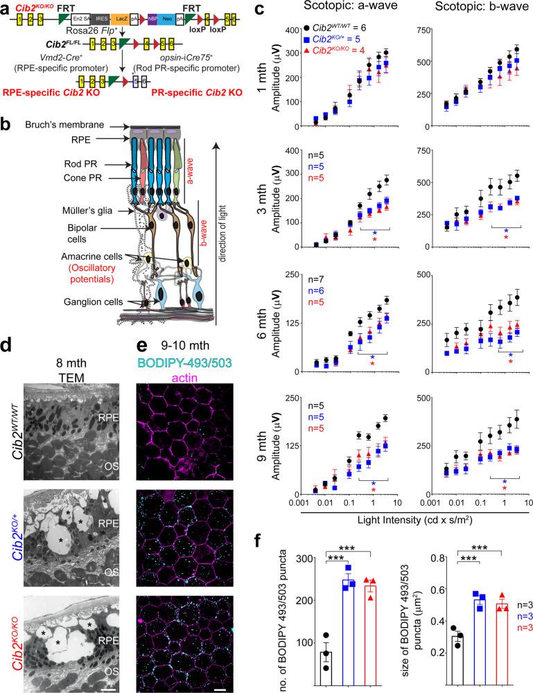 https://cdn.ncbi.nlm.nih.gov/pmc/blobs/4932/8222345/322d6c9294df/41467_2021_24056_Fig1_HTML.jpg
