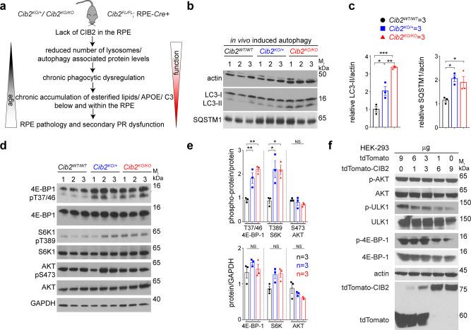 https://cdn.ncbi.nlm.nih.gov/pmc/blobs/4932/8222345/7b84b46fe464/41467_2021_24056_Fig6_HTML.jpg