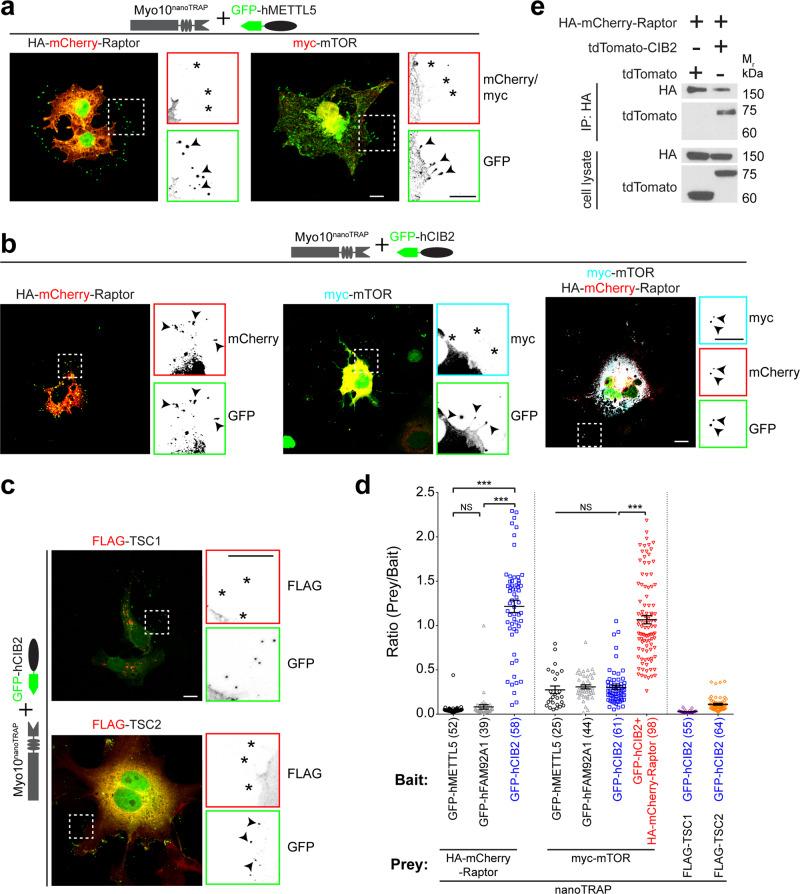 https://cdn.ncbi.nlm.nih.gov/pmc/blobs/4932/8222345/f0c1866bcfa0/41467_2021_24056_Fig7_HTML.jpg