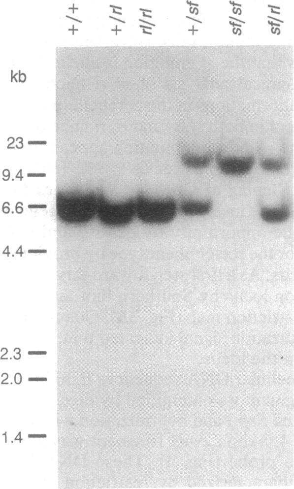 https://cdn.ncbi.nlm.nih.gov/pmc/blobs/4934/45164/01710b8f4a76/pnas01145-0305-a.jpg