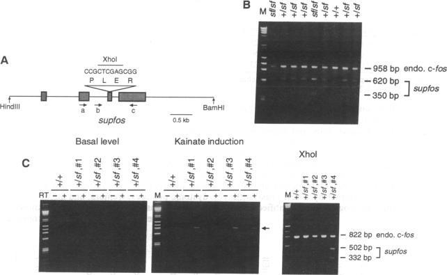 https://cdn.ncbi.nlm.nih.gov/pmc/blobs/4934/45164/3347184afe9c/pnas01145-0302-a.jpg