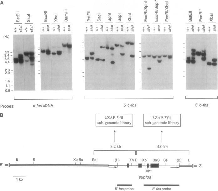 https://cdn.ncbi.nlm.nih.gov/pmc/blobs/4934/45164/37f39423953c/pnas01145-0303-a.jpg