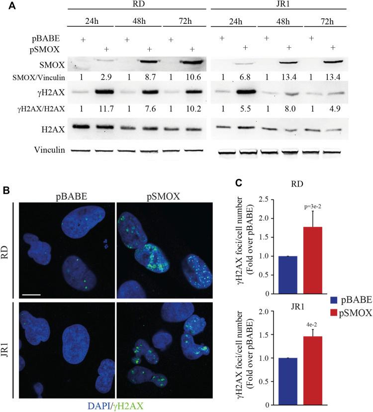 https://cdn.ncbi.nlm.nih.gov/pmc/blobs/4937/9900442/c601c8480f8e/fcell-11-1061570-g005.jpg