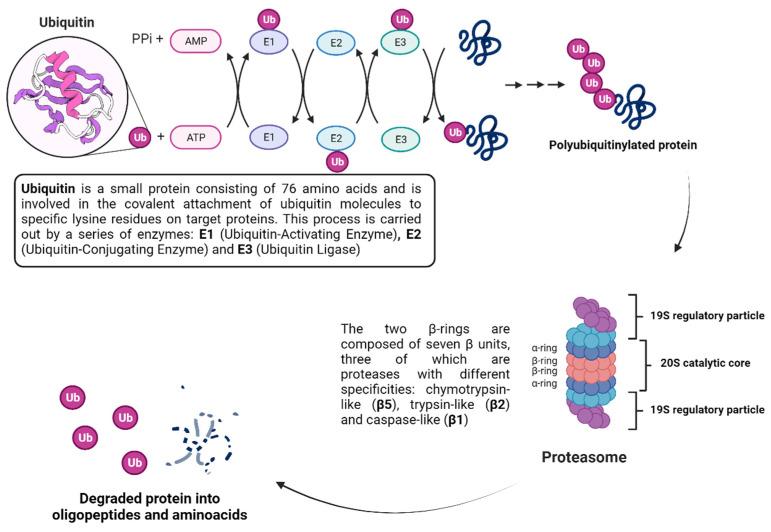 https://cdn.ncbi.nlm.nih.gov/pmc/blobs/4939/10976044/58d1c85284f6/viruses-16-00366-g014.jpg
