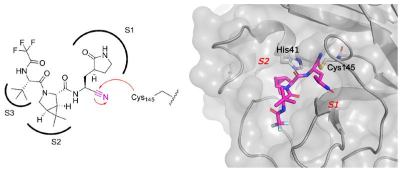 https://cdn.ncbi.nlm.nih.gov/pmc/blobs/4939/10976044/7cbf4ac3623b/viruses-16-00366-g005.jpg