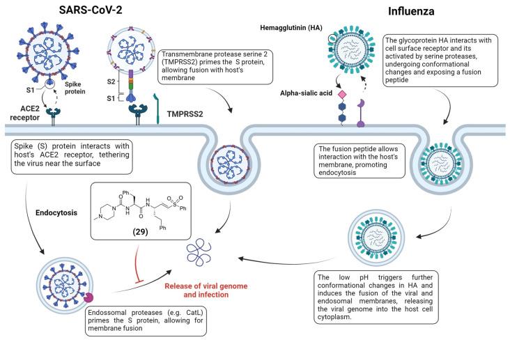 https://cdn.ncbi.nlm.nih.gov/pmc/blobs/4939/10976044/f919b18733e0/viruses-16-00366-g013.jpg