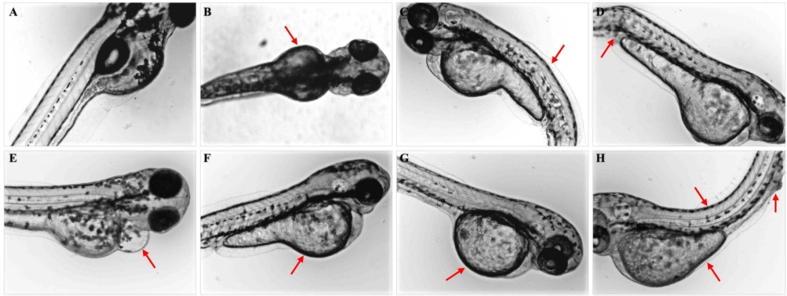 https://cdn.ncbi.nlm.nih.gov/pmc/blobs/4948/6978636/819493124235/gr9.jpg