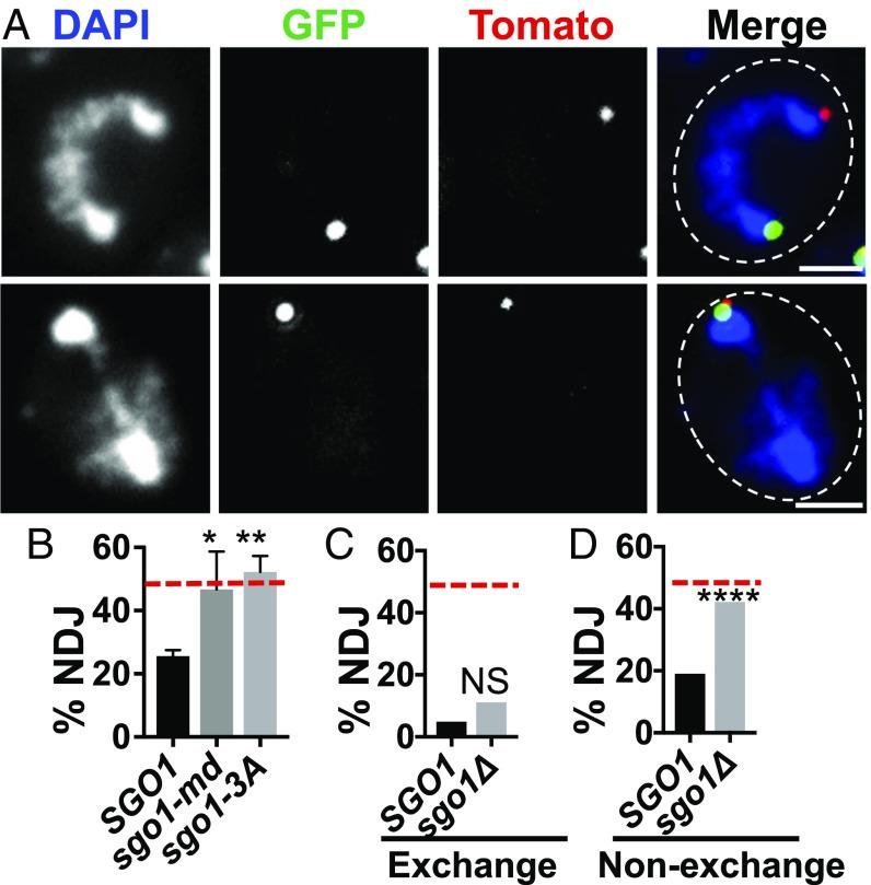 https://cdn.ncbi.nlm.nih.gov/pmc/blobs/494d/6511000/632aef8e5633/pnas.1902526116fig06.jpg