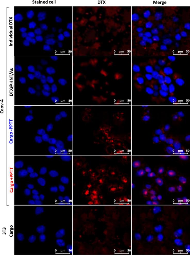 https://cdn.ncbi.nlm.nih.gov/pmc/blobs/4953/8359560/f797daddfe7b/12951_2021_982_Fig11_HTML.jpg