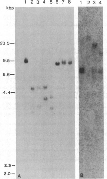 https://cdn.ncbi.nlm.nih.gov/pmc/blobs/4956/392108/ee917b23f05a/pnas00623-0313-b.jpg