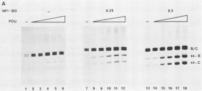 https://cdn.ncbi.nlm.nih.gov/pmc/blobs/4957/248603/8619f6d66b4a/jvirol00066-0293-a.jpg