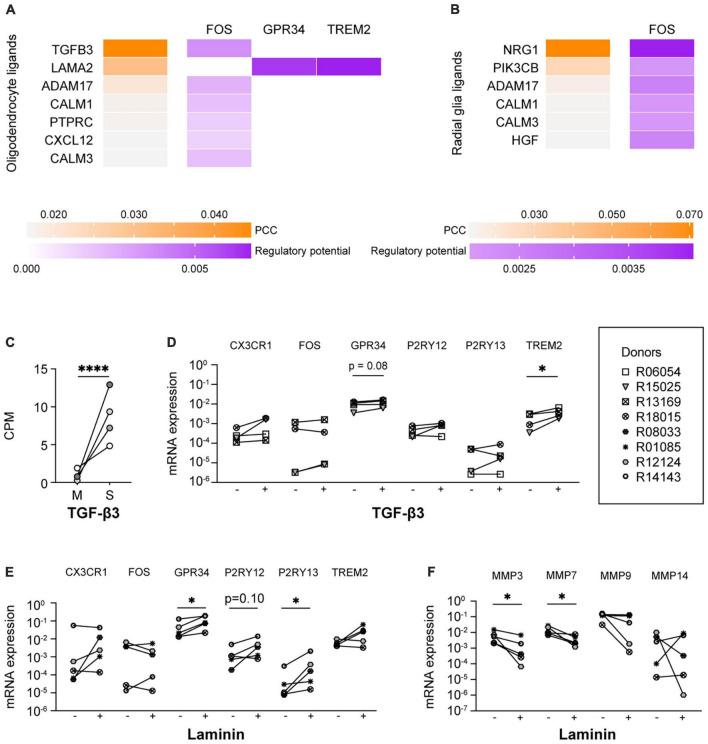 https://cdn.ncbi.nlm.nih.gov/pmc/blobs/495b/10330817/7616938cc234/fncel-17-1178504-g004.jpg