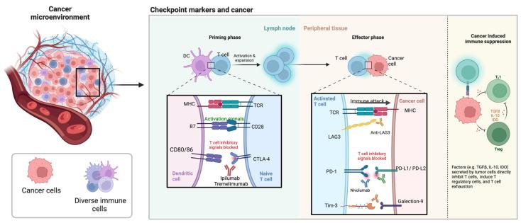 https://cdn.ncbi.nlm.nih.gov/pmc/blobs/495b/9776998/23f781bb8219/cancers-14-06131-g004.jpg
