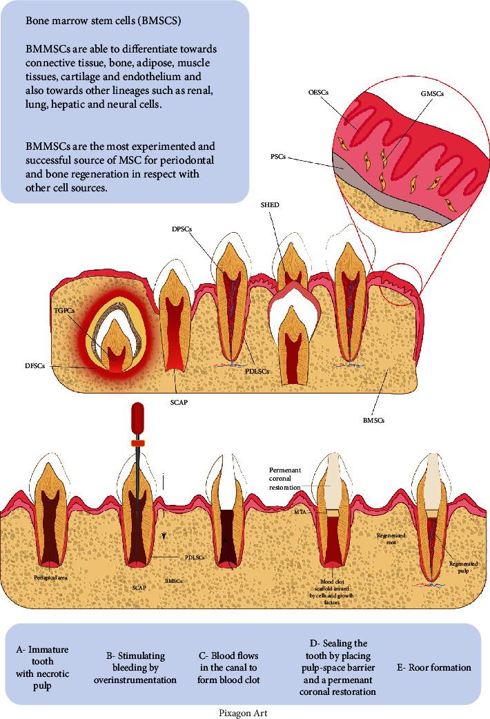 https://cdn.ncbi.nlm.nih.gov/pmc/blobs/495c/8505125/915e130f4874/SCI2021-8483668.003.jpg